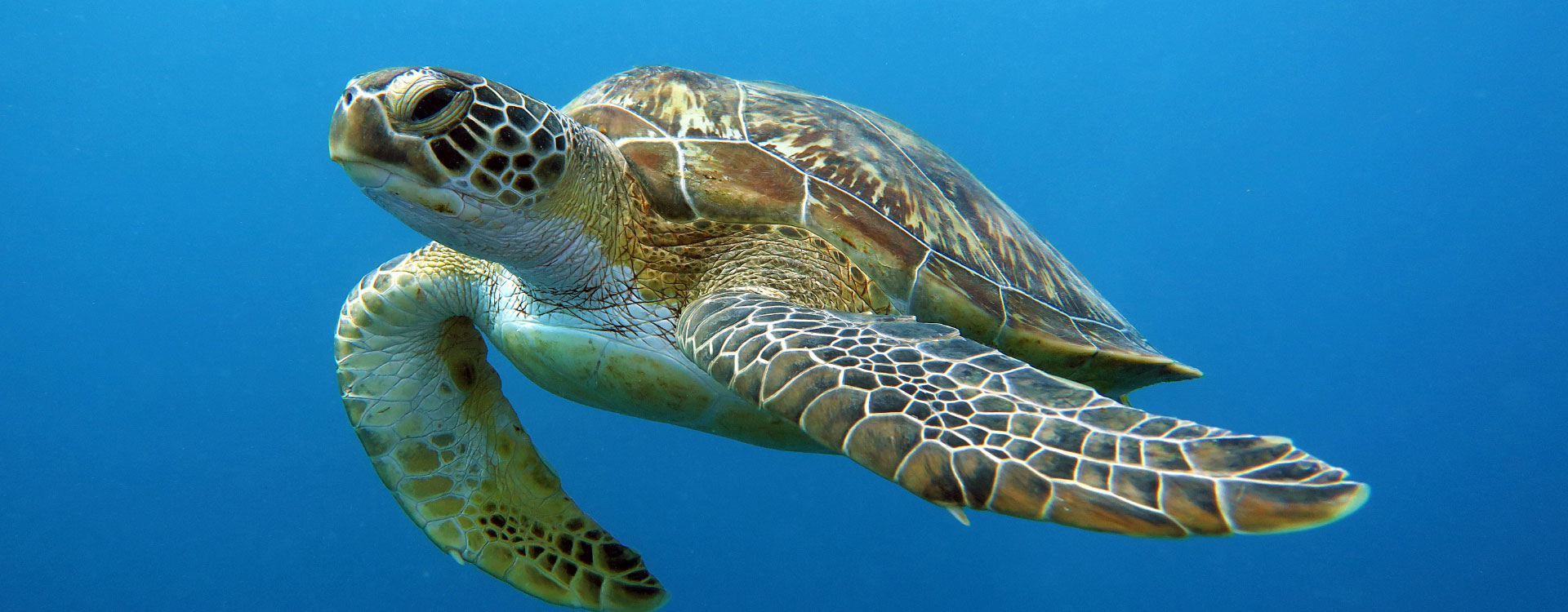 Samui Diving Resort - PADI Dive Courses and Dive Trips on Koh Samui